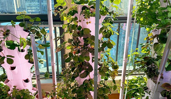 Hydroponic tower growing leafy greens in a small urban balcony