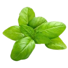 Vibrant green basil leaves, a popular herb for hydroponic tower cultivation, perfect for restaurants and home growers
