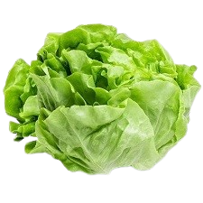 Organic lettuce grown in a vertical lettuce growing tower, ideal for commercial hydroponic farming and fresh produce supply