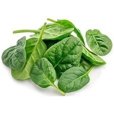 Close-up of fresh, pesticide-free hydroponic spinach leaves, ideal for vertical hydroponic tower cultivation and year-round harvest
