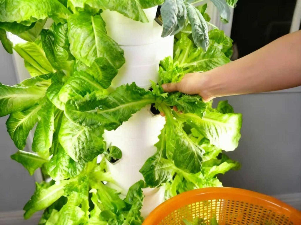 Harvesting fresh lettuce from a vertical hydroponic tower system, showcasing high-yield, space-saving commercial vertical farming